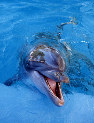 ♥♥Evy delfines oldala♥♥Minden ami delfin